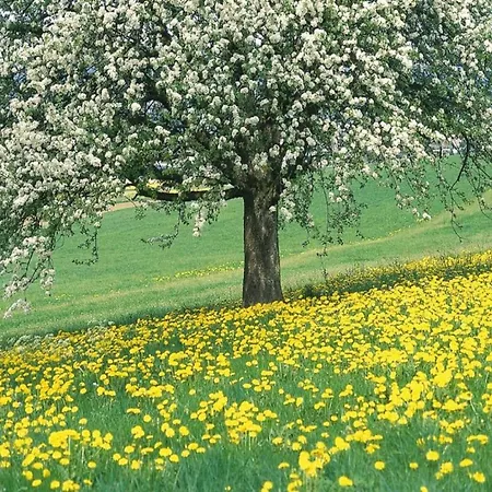 In With Forest * Ulestraten